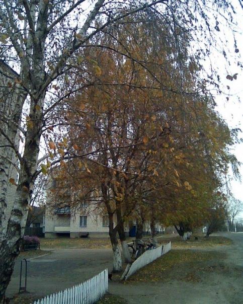 Нова Олександрівка з panoramio.com - Новая Александровка