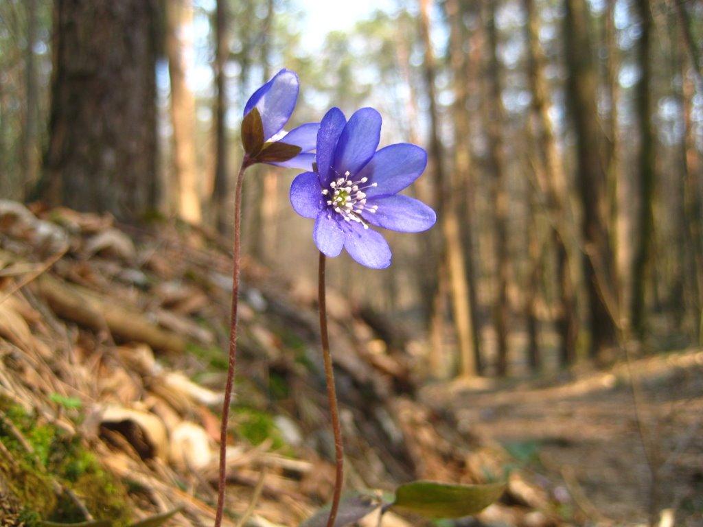 Воля-Добростанська з panoramio.com - Воля-Добростанська