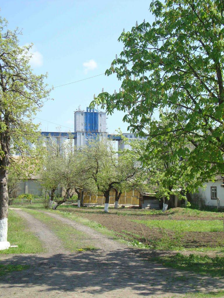 Сірогози з panoramio.com - Сірогози