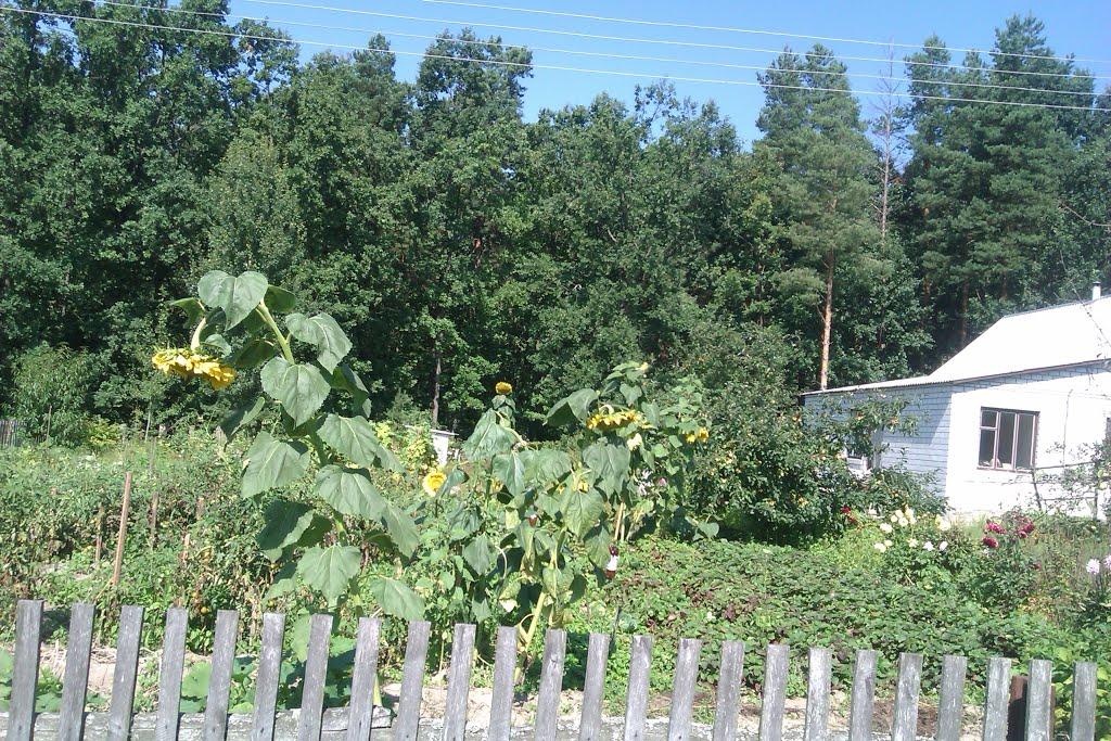 Рихальське з panoramio.com - Рыхальское