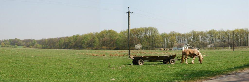 Рихальське з panoramio.com - Рихальське