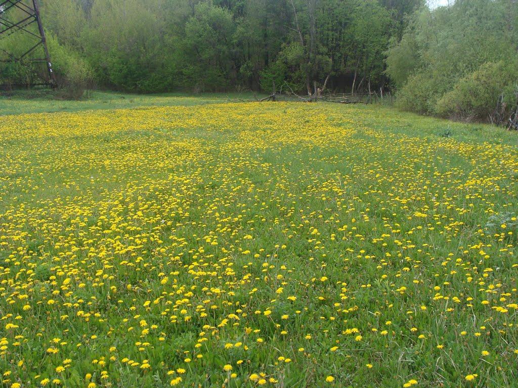 Нова Березівка з panoramio.com - Нова Березівка