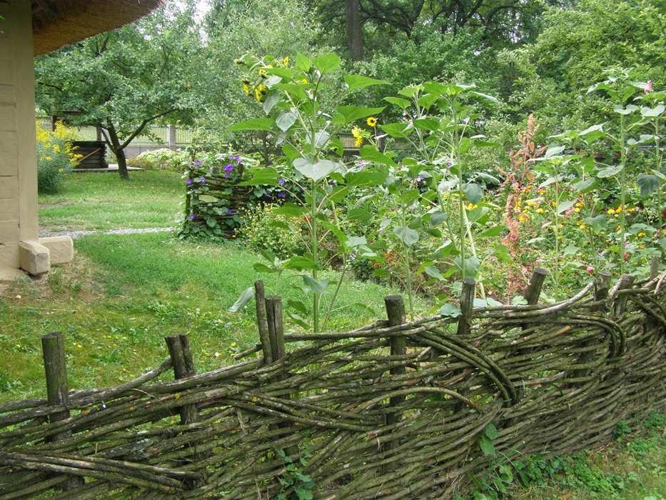 Шевченкове з panoramio.com - Шевченково