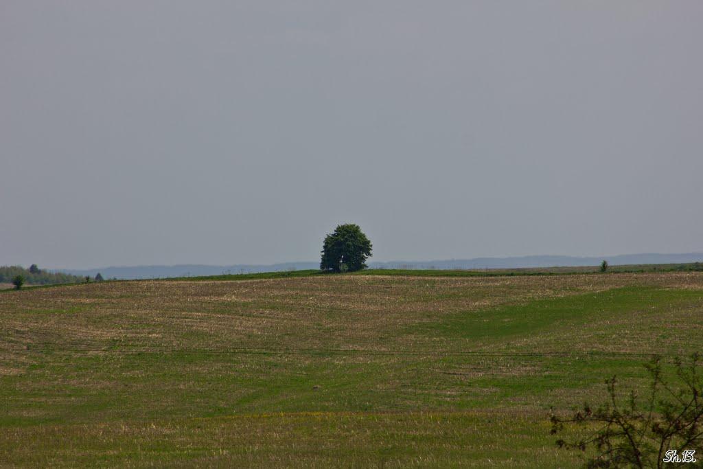 Великі Сади з panoramio.com - Velyki Sady