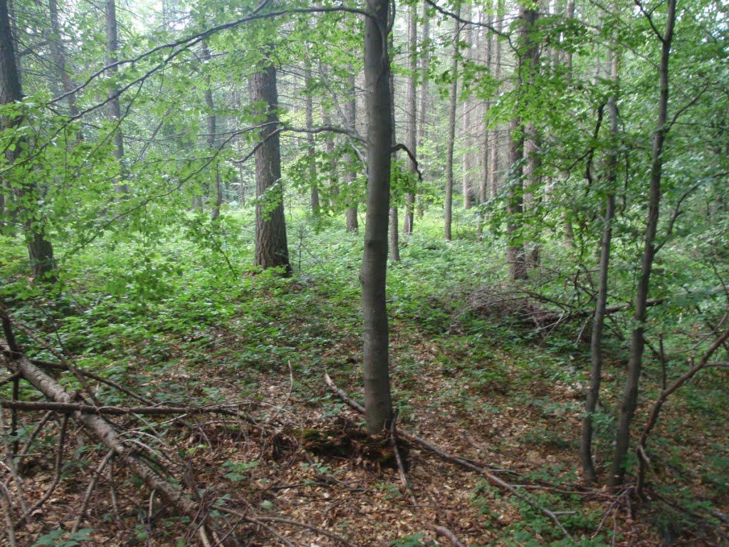 Стужиця з panoramio.com (ч.2) - Стужица