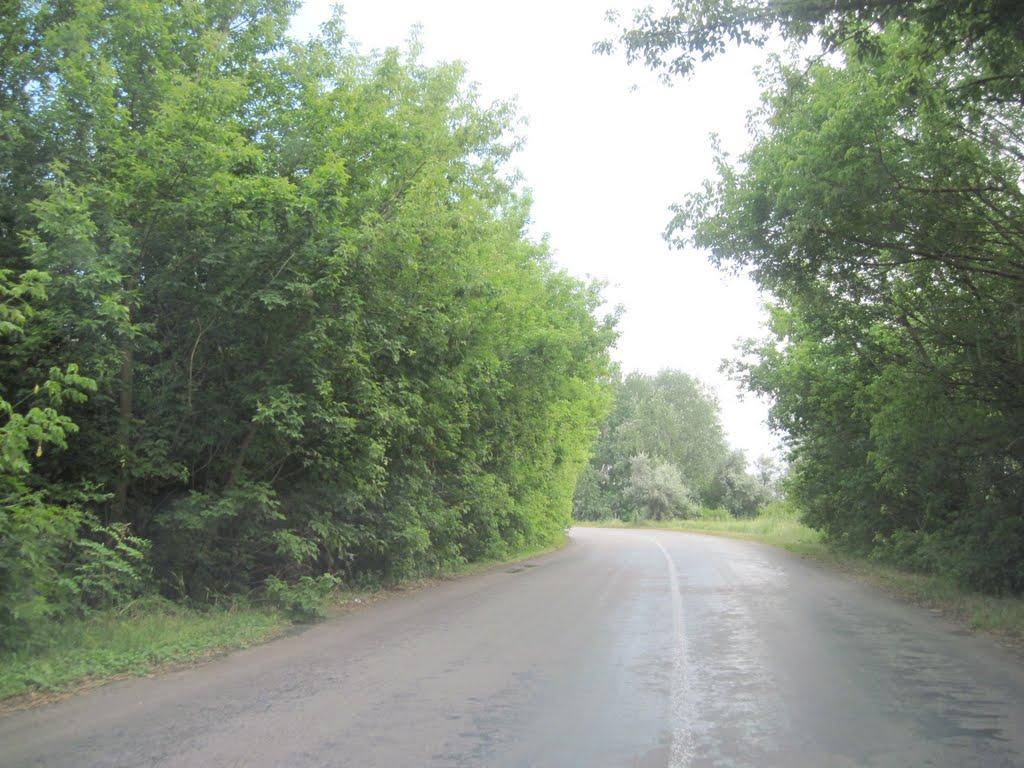 Кияшки з panoramio.com - Кияшки