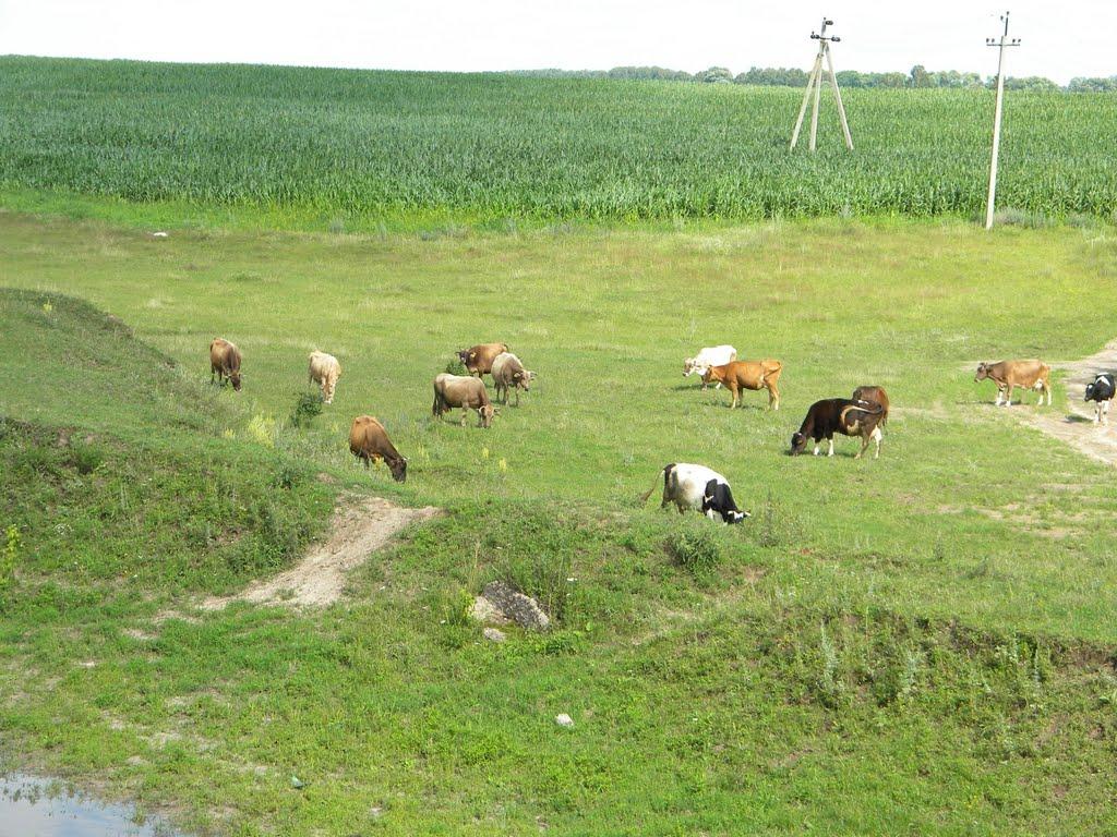 Шевченкове з panoramio.com - Шевченкове