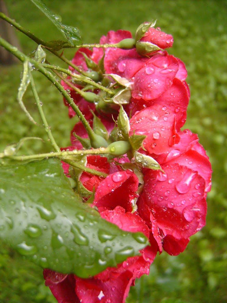 Велика Добронь з panoramio.com - Велика Добронь