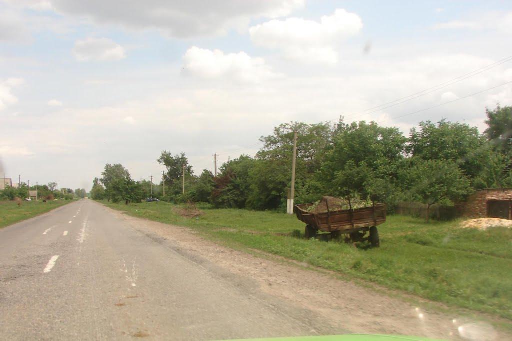 Рози Люксенбург з panoramio.com - Новое Шахово