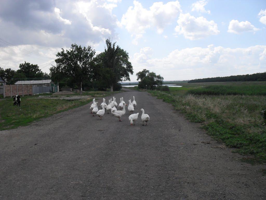 Лукове з panoramio.com - Лукове