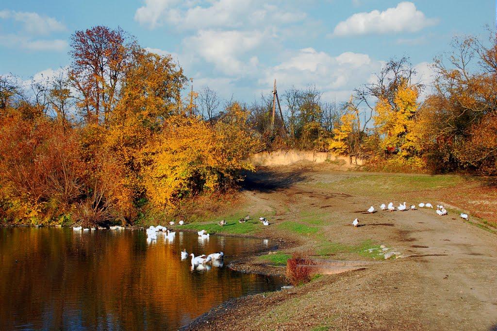 Буковина з panoramio.com - Bukovyna