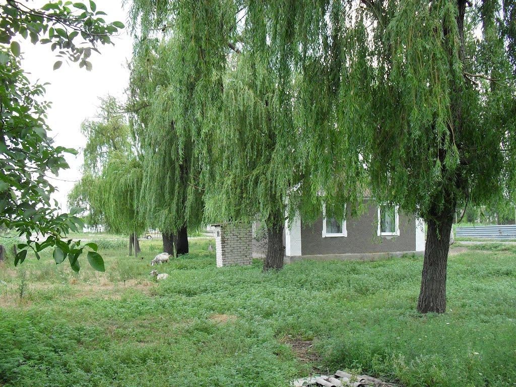 Лукове з panoramio.com - Лукове