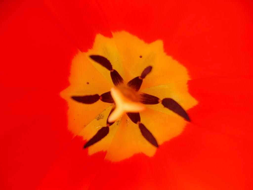 Велика Добронь з panoramio.com - Велика Добронь