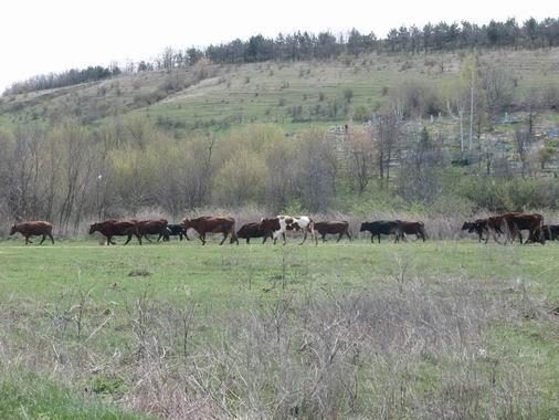 Олександрівка з panoramio.com - Олександрівка