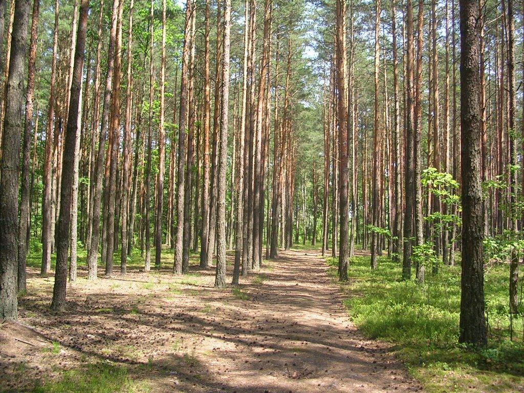 Горщик з panoramio.com - Горщик