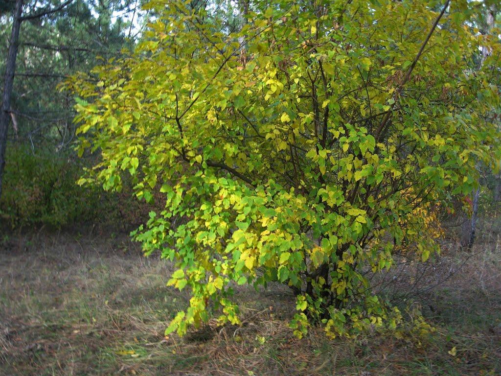 Труд-Гребеник з panoramio.com - Труд-Гребеник