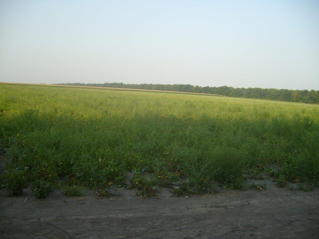 Дмитрівка з panoramio.com - Дмитрівка