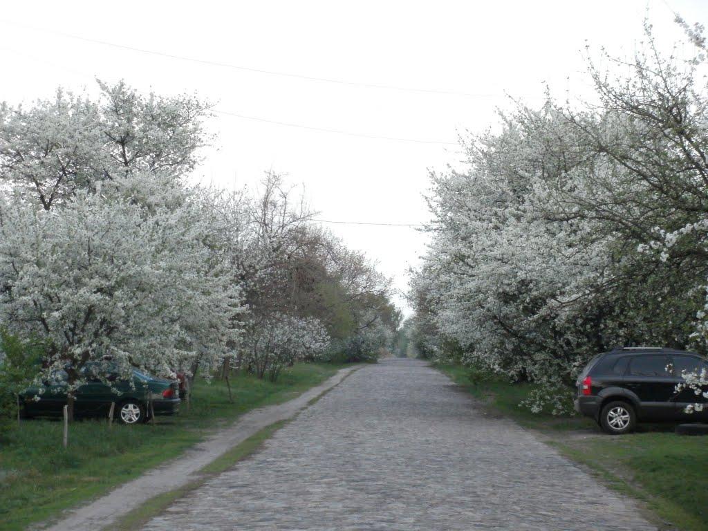 Жовнине з panoramio.com - Жовнине