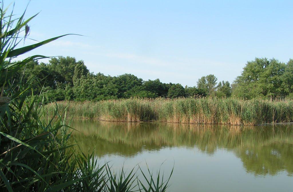 Чапаєвка з panoramio.com - Чапаевка