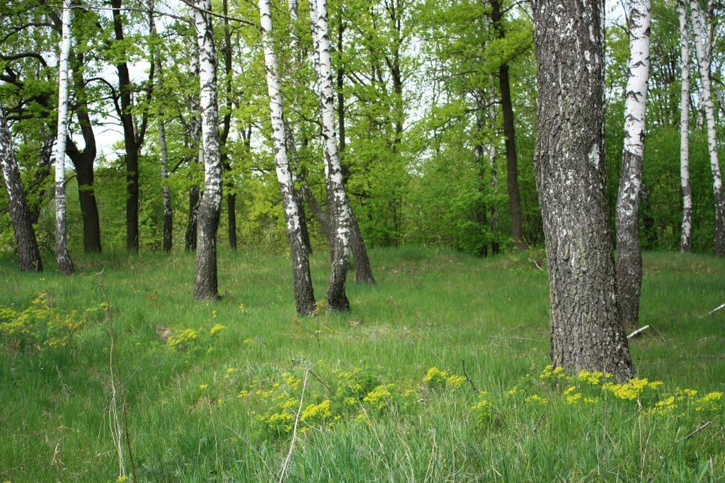 Бурімка з panoramio.com - Бурімка