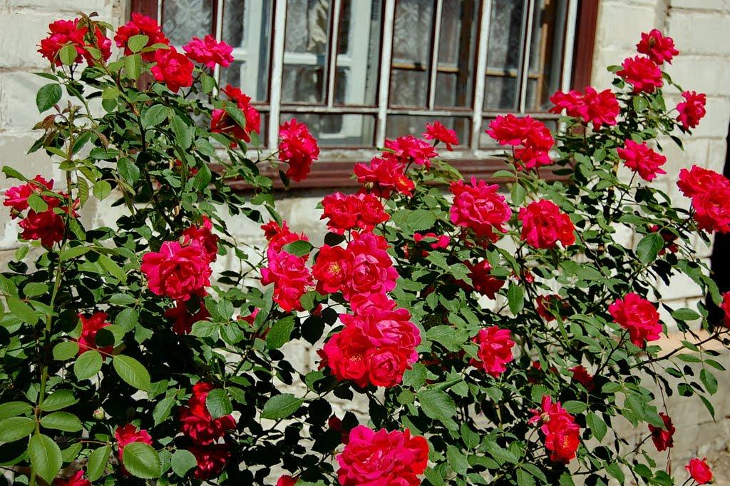Кремінна з panoramio.com - Кременная