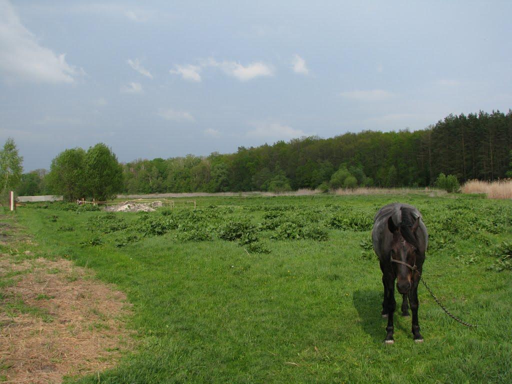 Волиця з panoramio.com - Волица