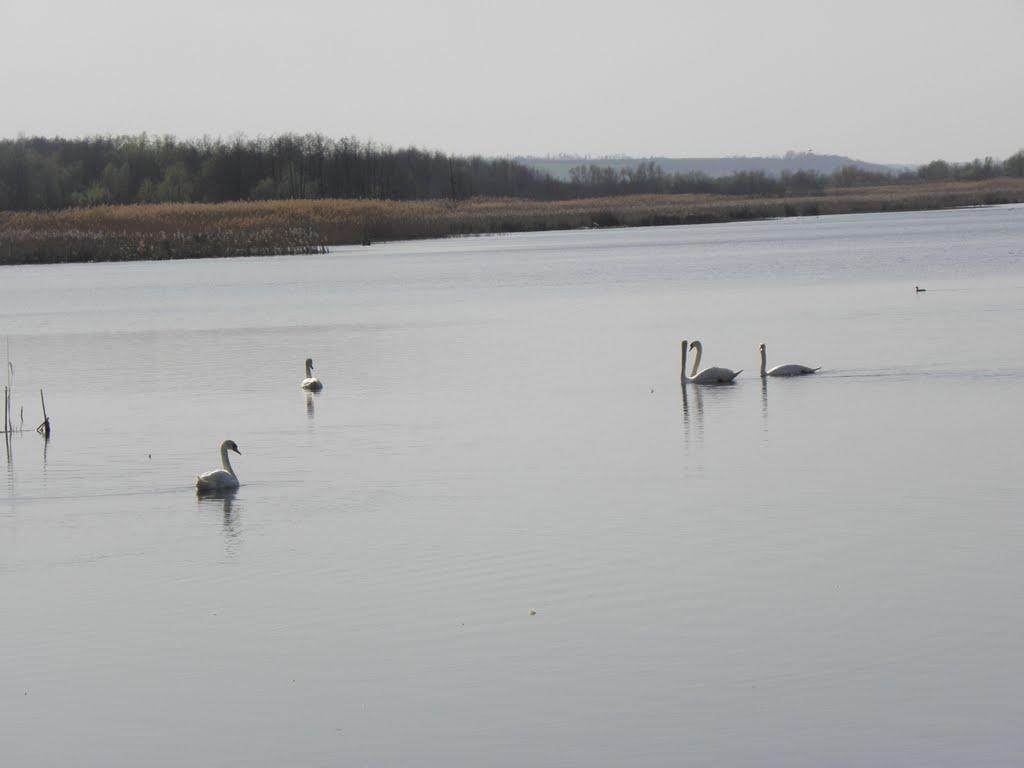 Байбузівка з panoramio.com - Байбузівка