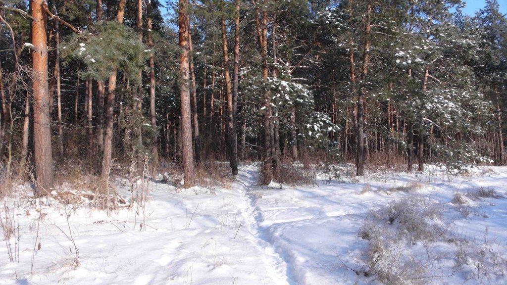 Букине з panoramio.com - Букине
