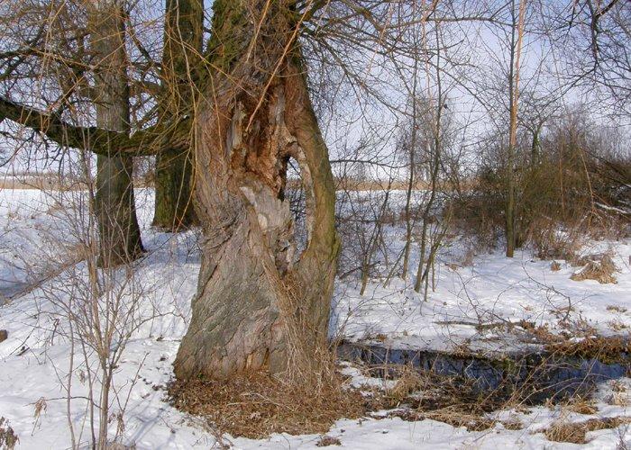 Белз з panoramio.com - Белз