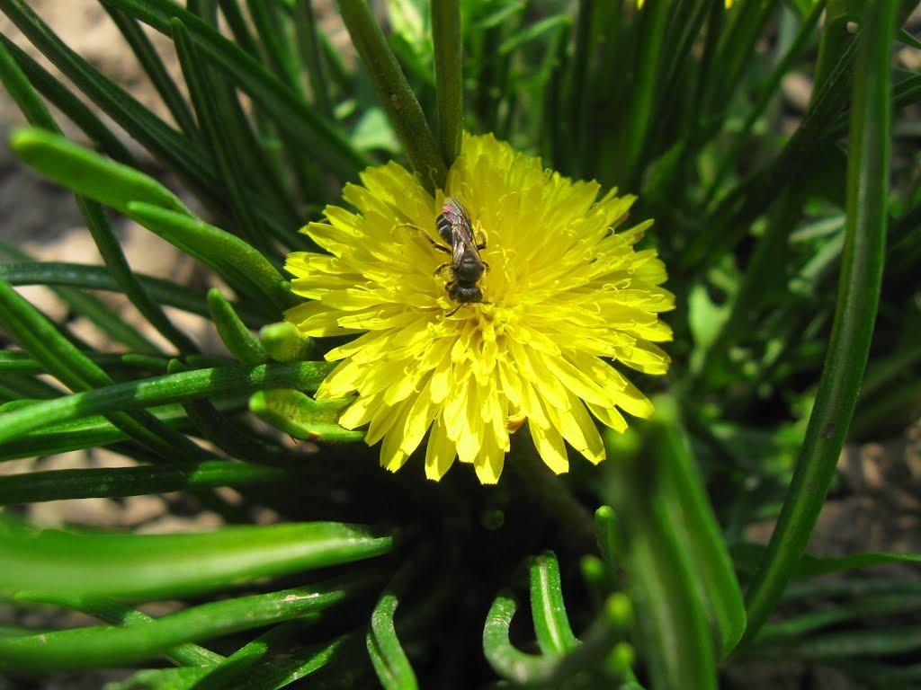 Горностаївка з panoramio.com - Горностаївка