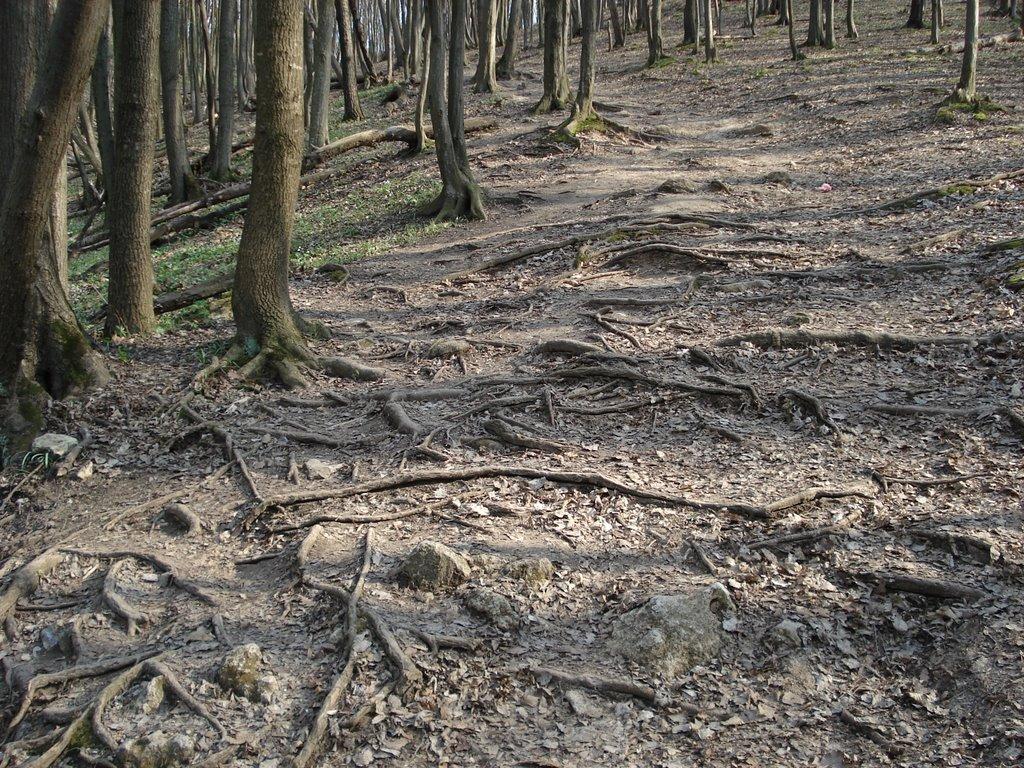 Новодністровськ з panoramio.com - Новодністровськ