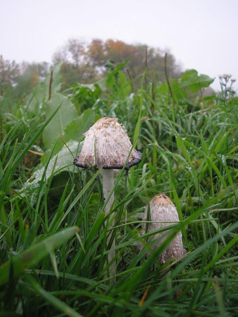 Веселівка з panoramio.com - Веселовка