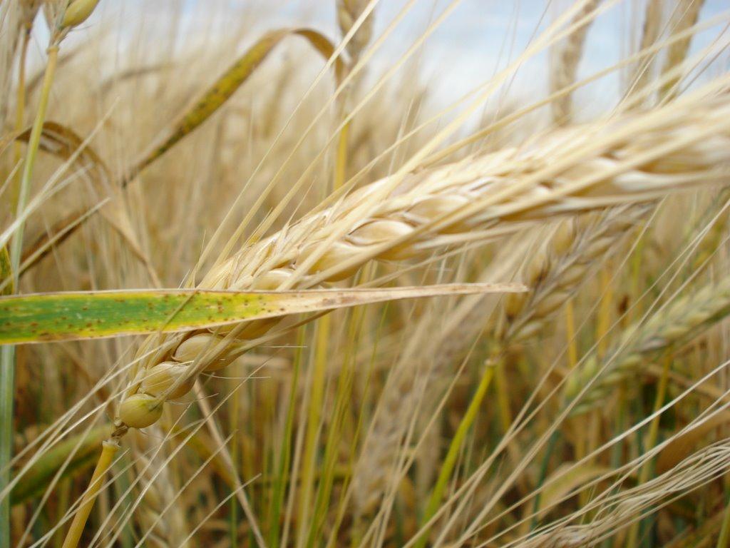 Єлизаветівка з panoramio.com - Єлизаветівка