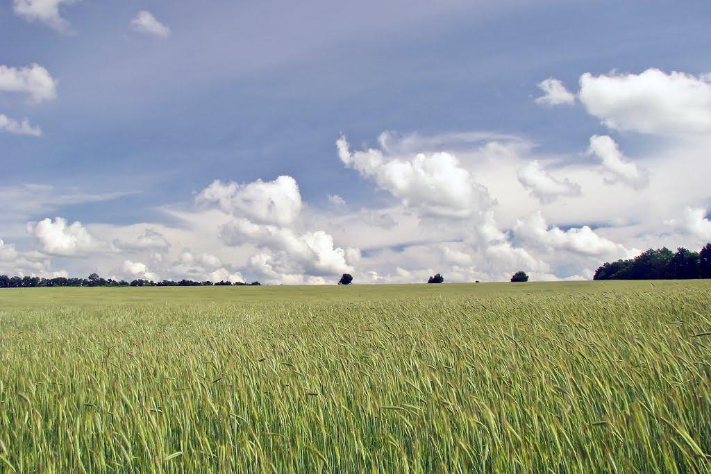 Вільшани з panoramio.com - Ольшаны