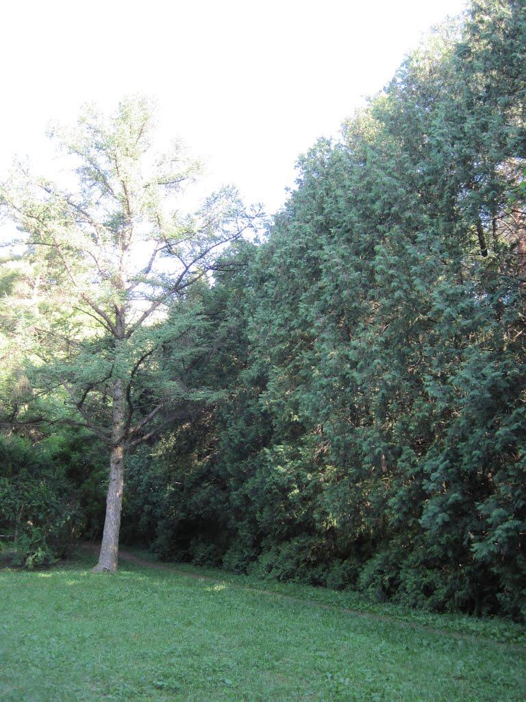 Бабичівка з panoramio.com - Бабичівка