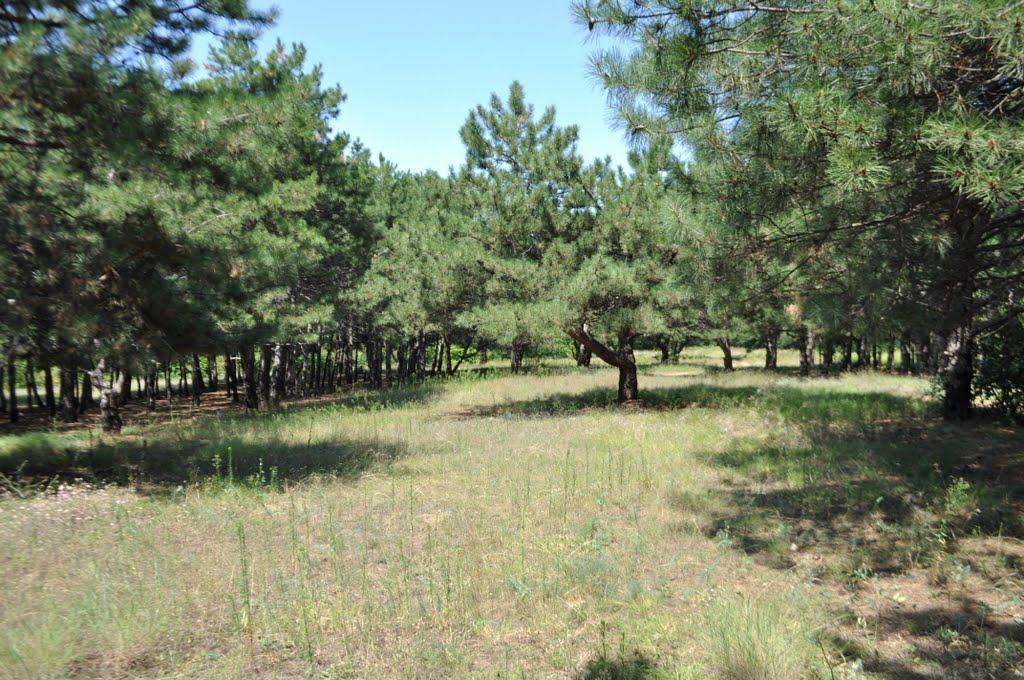 Труд-Гребеник з panoramio.com - Труд-Гребеник