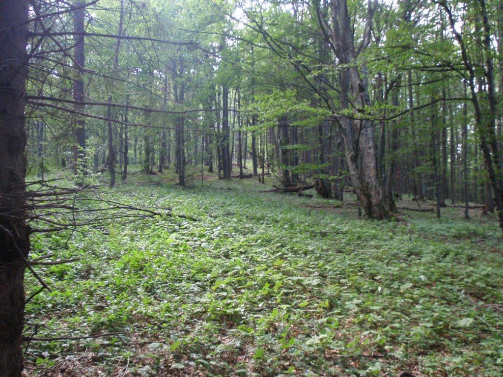 Стужиця з panoramio.com (ч.2) - Стужица
