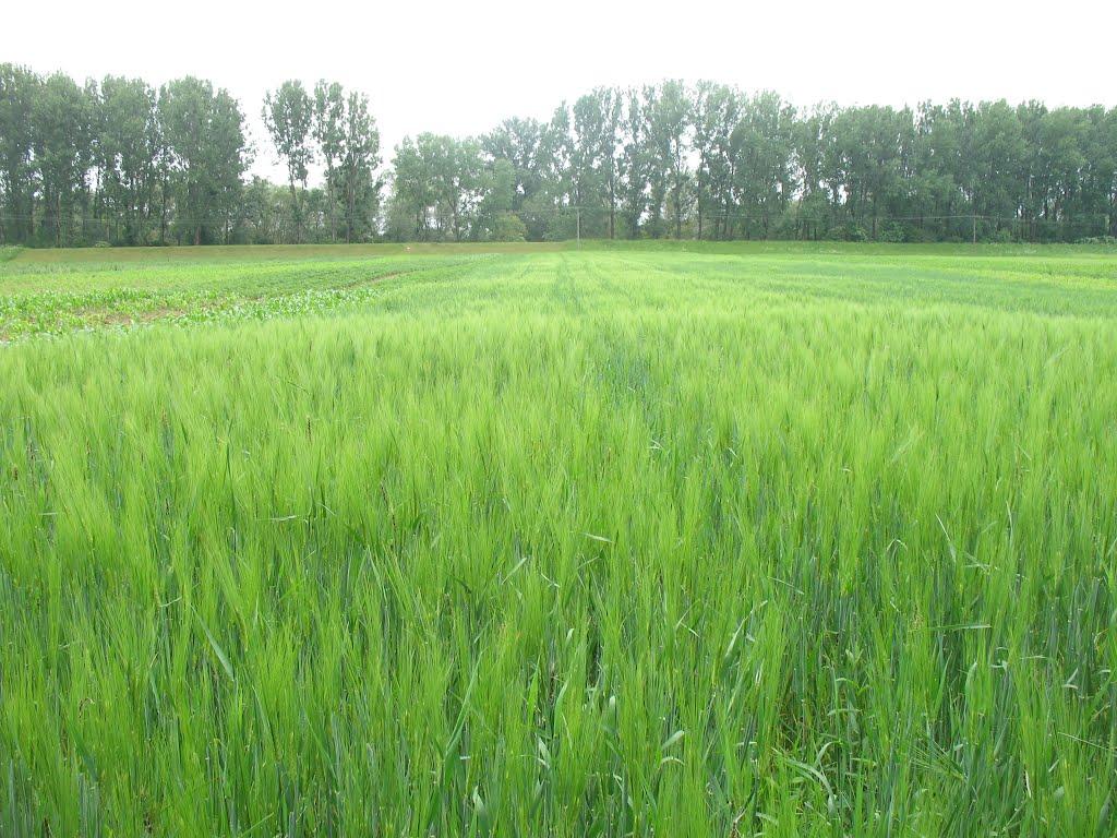 Верхні Ремети з panoramio.com - Верхние Реметы