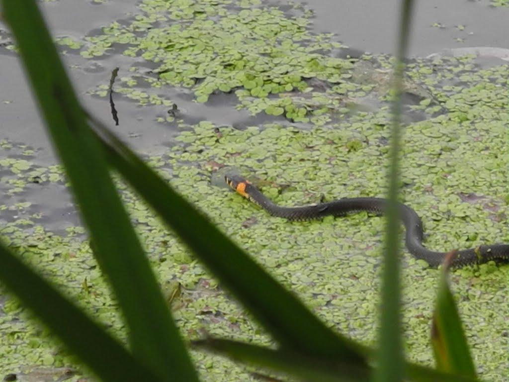 Пархоменко з panoramio.com - Пархоменко