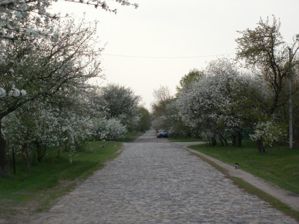 Жовнине з panoramio.com - Жовнине