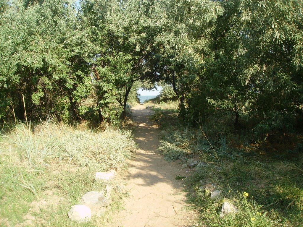 Войкове з panoramio.com - Войкове