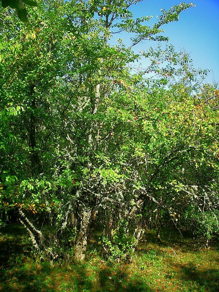 Плотинне з panoramio.com - Плотинне
