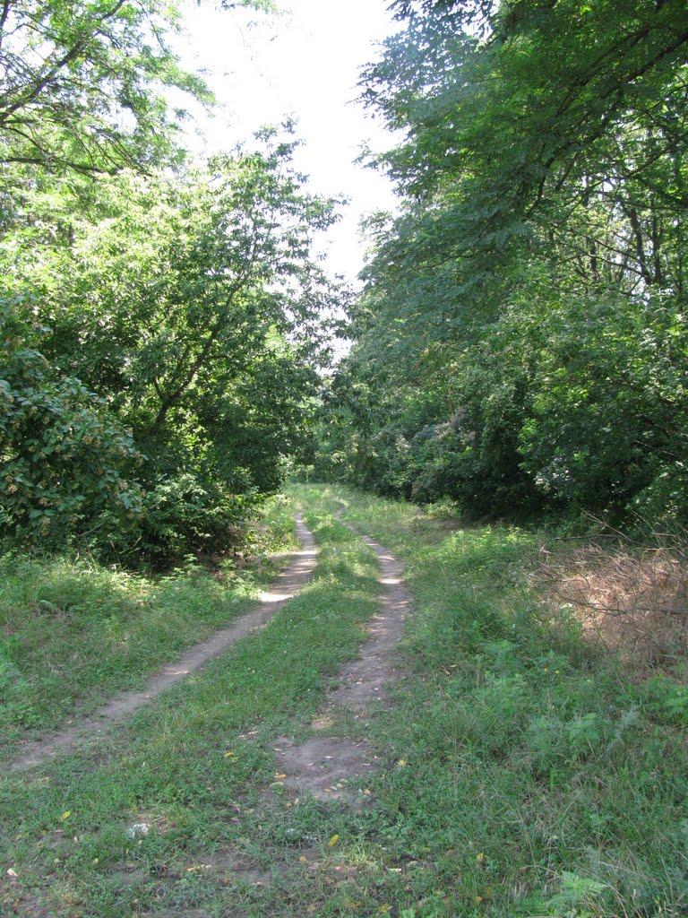 Жовтневе з panoramio.com - Жовтневое