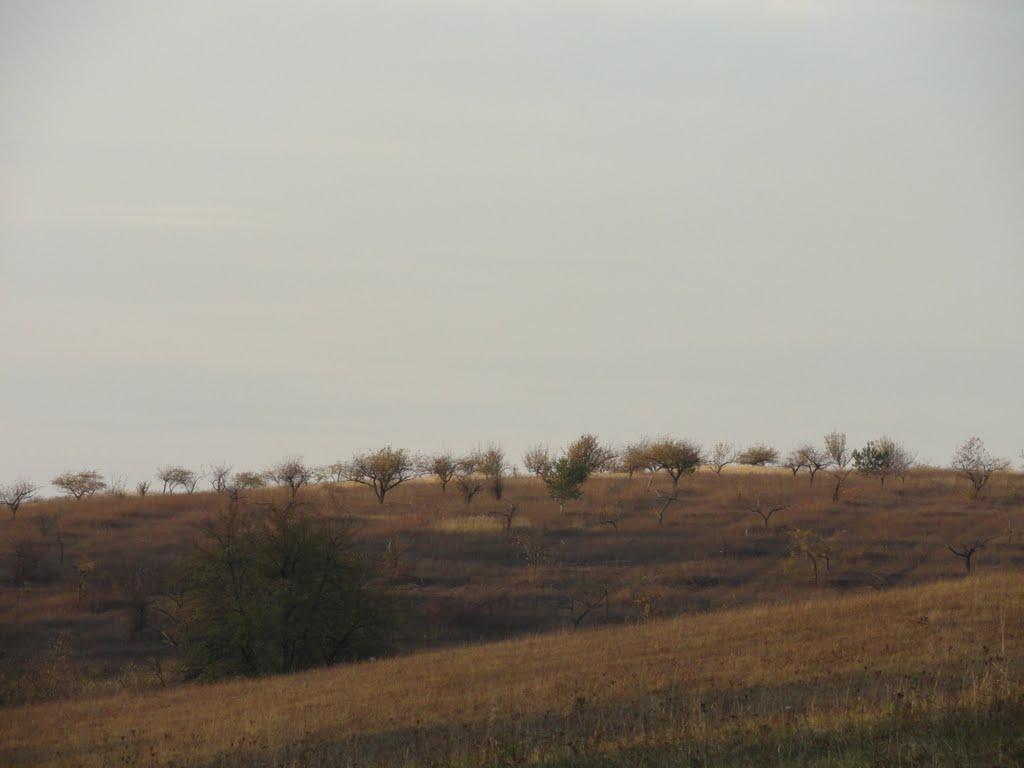 Гать з panoramio.com - Гать