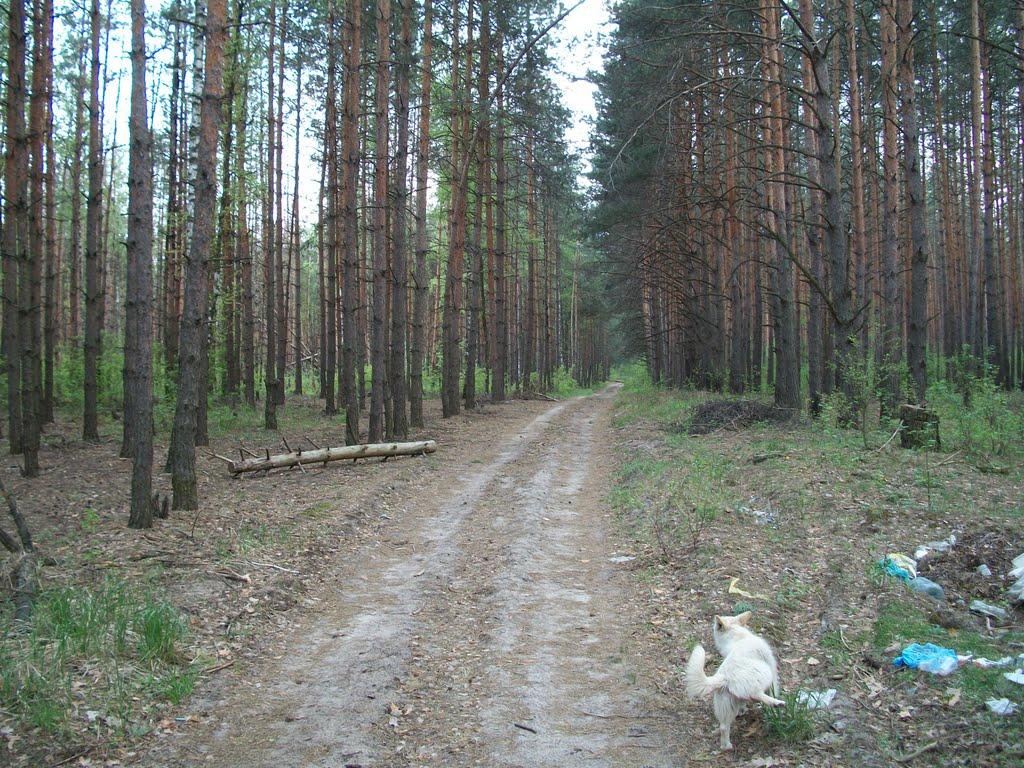 Забуччя з panoramio.com - Забуччя