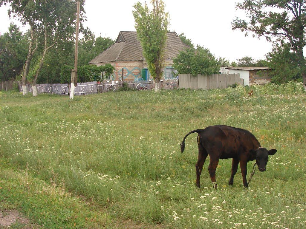 Рози Люксенбург з panoramio.com - Новое Шахово