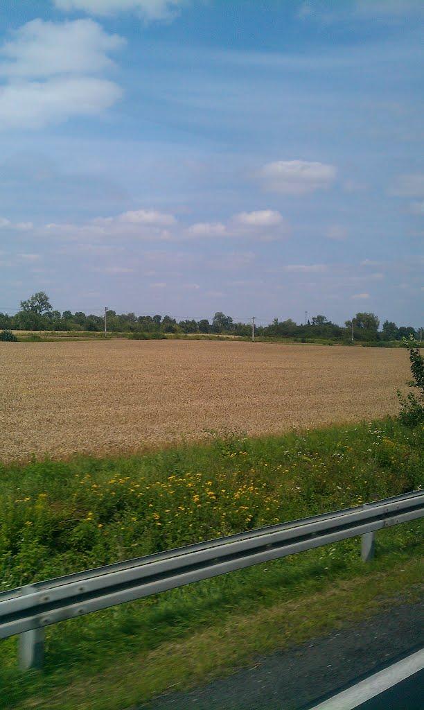 Биків з panoramio.com - Быков