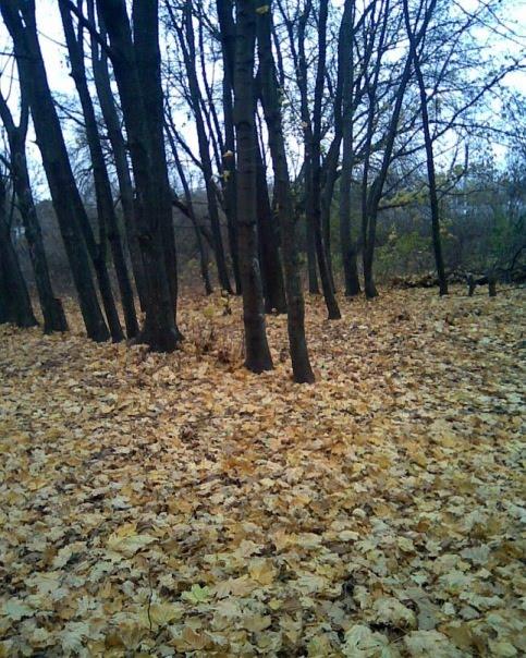 Нова Олександрівка з panoramio.com - Новая Александровка