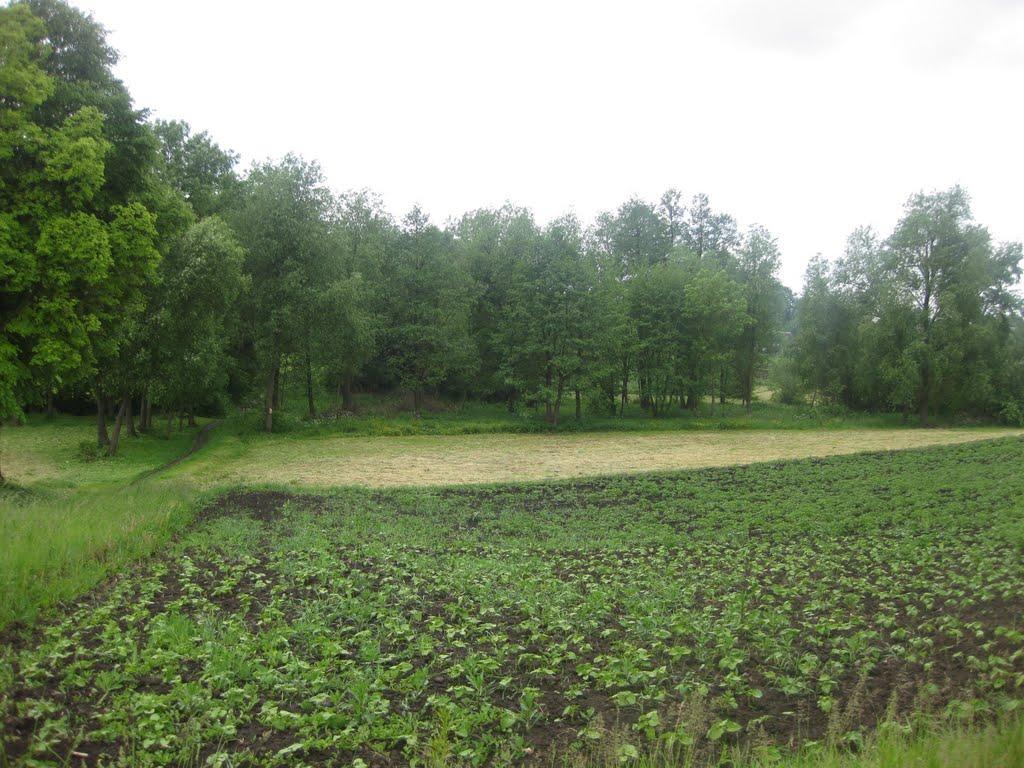 Черепашинці з panoramio.com - Черепашинці