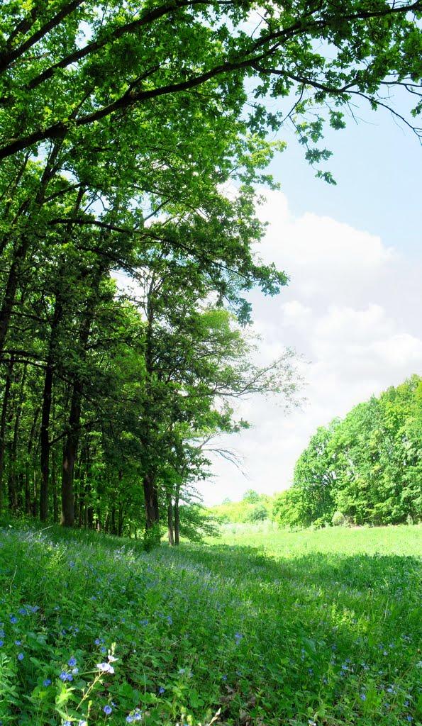 Соколівка з panoramio.com - Соколовка